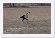 15SerengetiAMGameDrive - 29 * Secretary Bird.